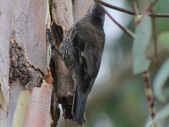 Climacteris erythrops