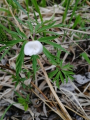 Anemonoides caerulea