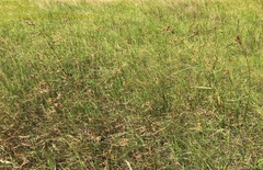 Rhynchospora indianolensis