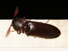 Pseudotetralobus australasiae