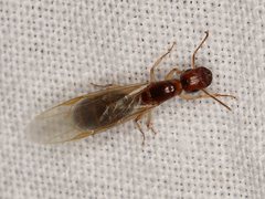 Colobopsis macrocephala