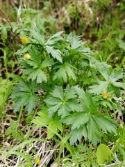 Trollius altaicus