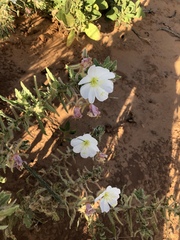 Oenothera engelmannii