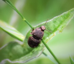Agrypnus rectangularis