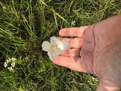 Callirhoe alcaeoides