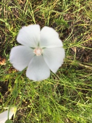 Callirhoe alcaeoides