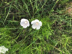 Callirhoe alcaeoides
