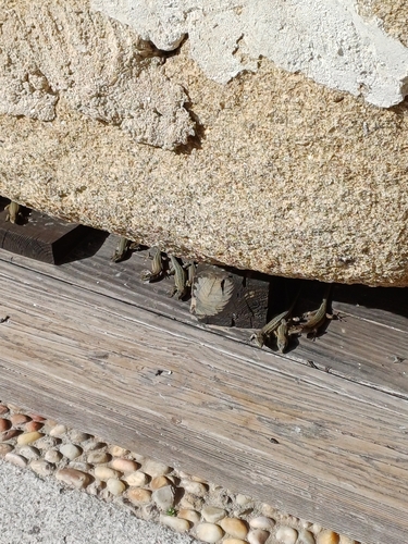 Guadarrama Wall Lizard, 45001 Toledo, Spain, photo 7 of 10