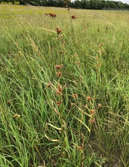 Rhynchospora indianolensis