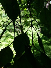 Euonymus hamiltonianus