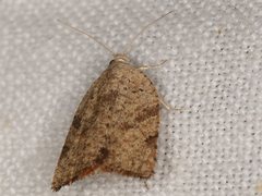 Meritastis laganodes