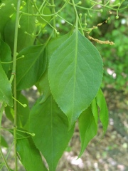 Euonymus hamiltonianus