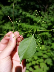 Euonymus hamiltonianus