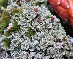 Cladonia caespiticia
