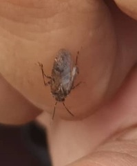 Heteroptera
