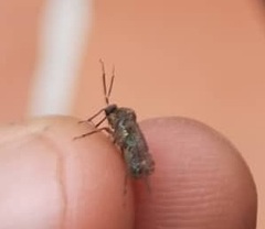 Heteroptera