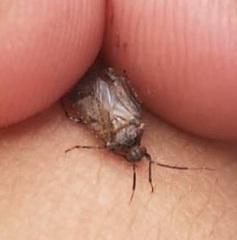 Heteroptera