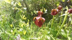 Sarracenia jonesii