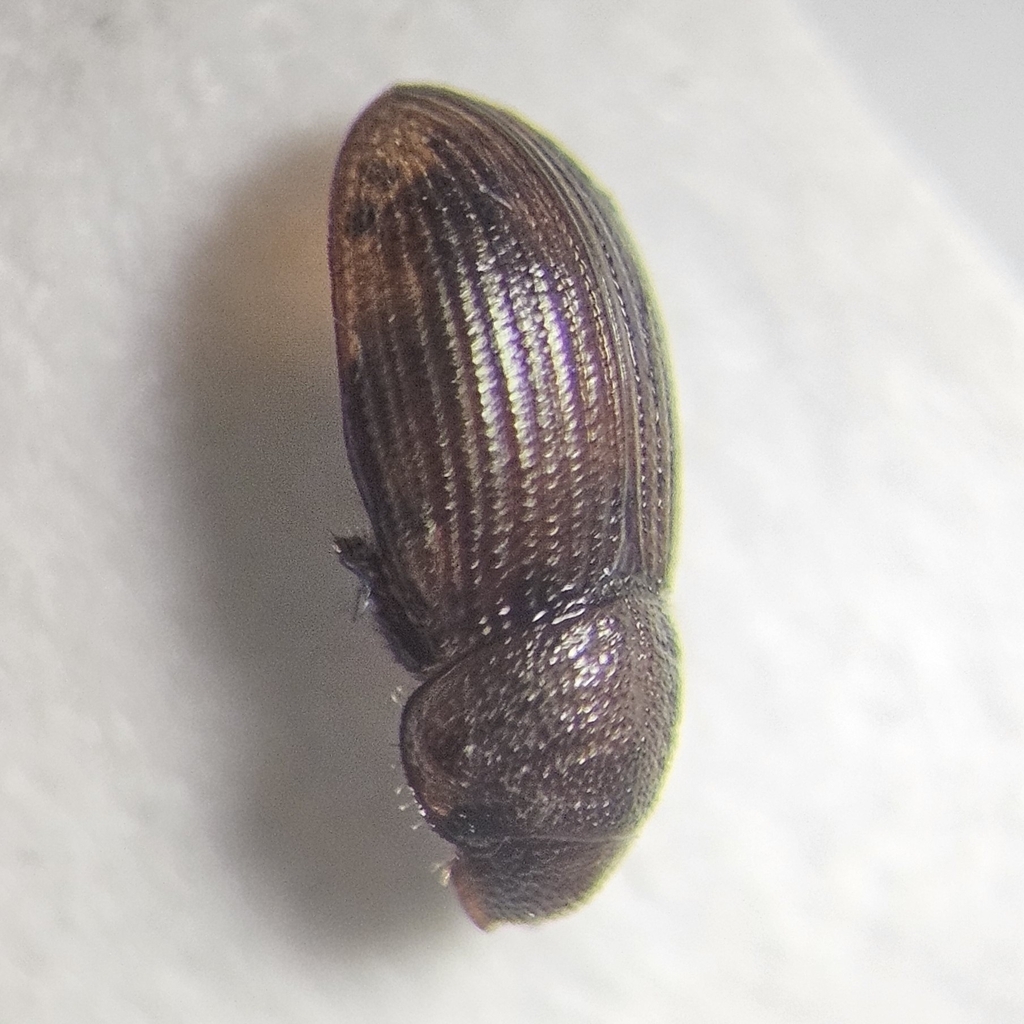 Rhyssemus sonatus
