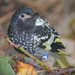 Regent Honeyeater - Photo (c) Matt Campbell, some rights reserved (CC BY-NC-SA)