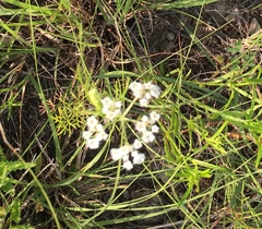 Bifora americana