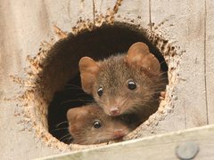 Agile Antechinus photo 3