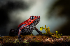 Andean Poison Frog photo 2