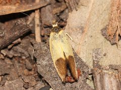 Merocroca automima
