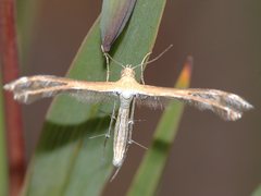 Stangeia xerodes