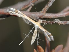 Stangeia xerodes