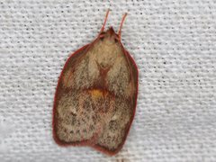 Enchocrates glaucopis