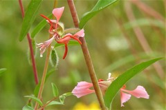 Clarkia unguiculata