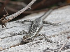 Cryptoblepharus pannosus