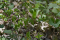 Actaea rubra