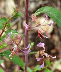 Clarkia unguiculata