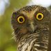 Powerful Owl - Photo (c) Matt Campbell, some rights reserved (CC BY-NC-SA), uploaded by Matt Campbell