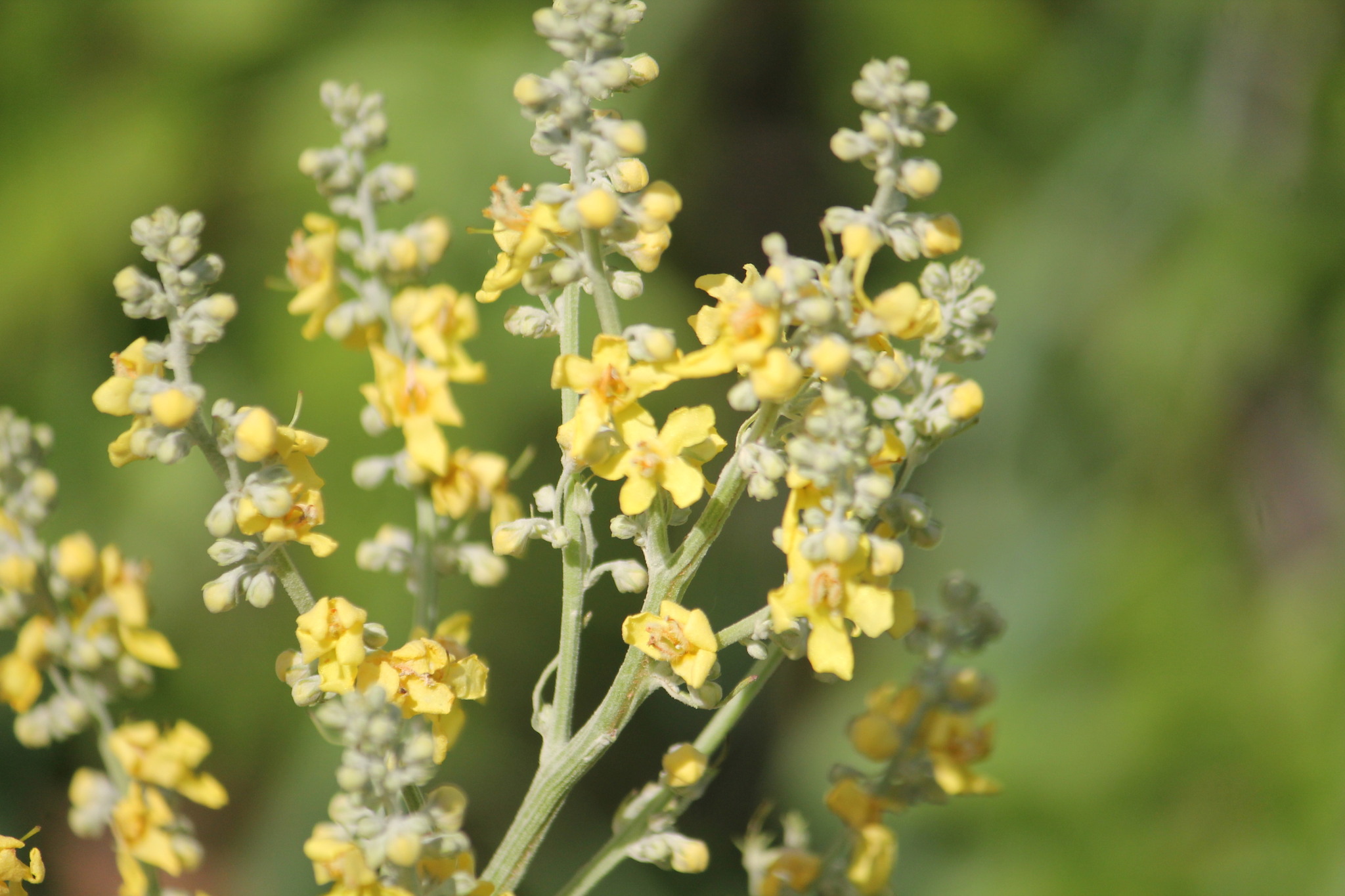 Verbascum lychnitis