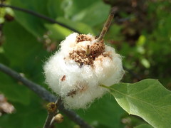 Callirhytis quercusoperator