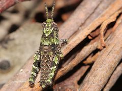 Cirphula pyrrhocnemis