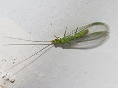 Plesiochrysa ramburi