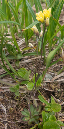 Draba stenoloba observed 2024-06-17