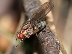 Helinomydaea fuscoflava