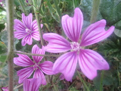 Malva sylvestris
