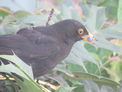 Turdus merula