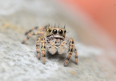 Phidippus putnami