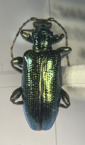 Ball's reed beetle