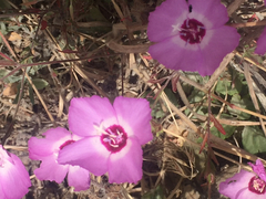 Clarkia lewisii