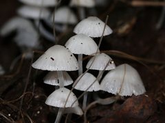 Mycena maldea