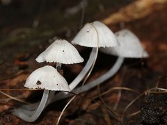 Mycena maldea