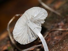 Mycena maldea